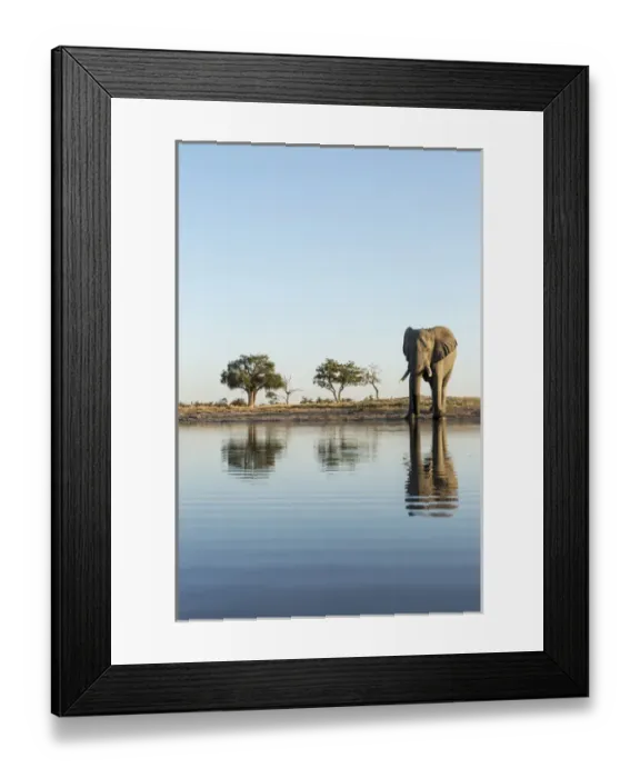 Framed Print : Africa, Botswana, Chobe National Park, African Elephant (Loxodonta africana) stands Framed Print : Africa, Botswana, Chobe National Park, African Elephant (Loxodonta africana) stands