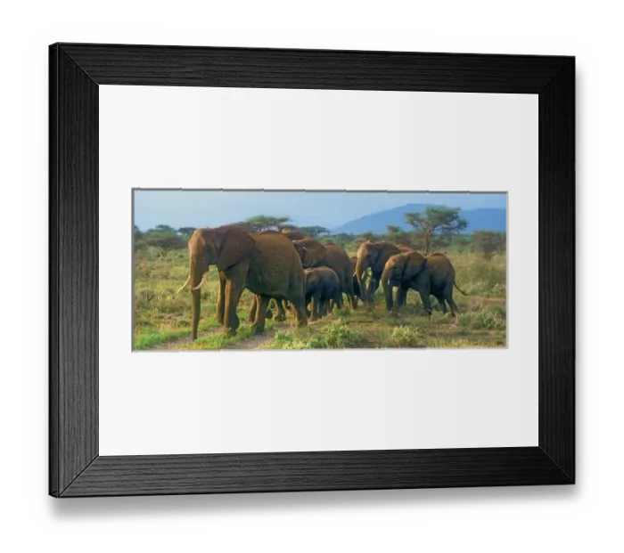 Framed Print : Group of African Bush Elephants on the Move in Samburu National Reserve, Kenya