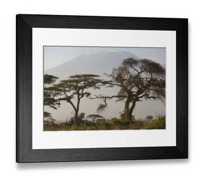 Framed Print : Acacia tree; Mt Kilimangaro; Amboseli Nat Park, Kenya