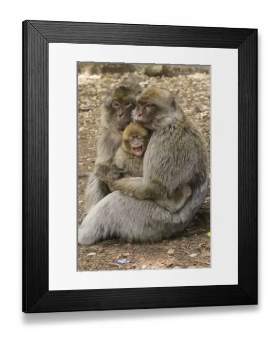 Framed Print : Morocco, High Atlas Mountains. Adult Macaque monkeys console their crying baby Framed Print : Morocco, High Atlas Mountains. Adult Macaque monkeys console their crying baby