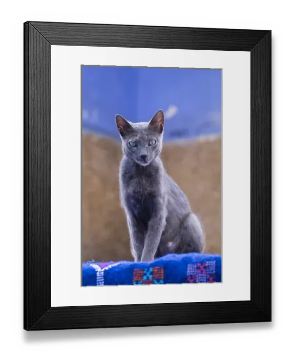 Framed Print : Morocco, Chefchaouen. A female cat looks on in curiosity Framed Print : Morocco, Chefchaouen. A female cat looks on in curiosity