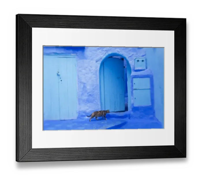 Framed Print : Cat in doorway, Chefchaouen, Morocco Framed Print : Cat in doorway, Chefchaouen, Morocco