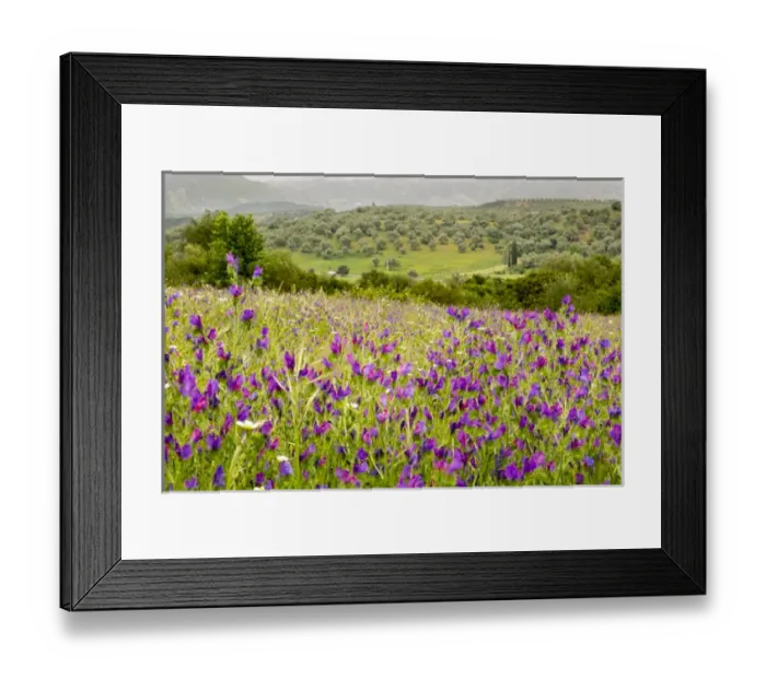 Framed Print : North Africa, Morocco, Ifrane, spring flowers bloom. Verbena, Coreopsis, Daisey, lavender Framed Print : North Africa, Morocco, Ifrane, spring flowers bloom. Verbena, Coreopsis, Daisey, lavender