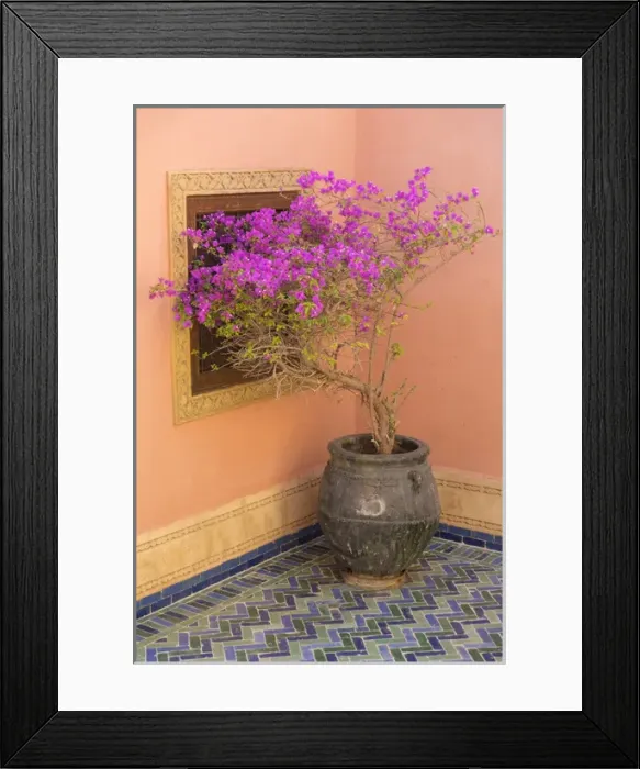Framed Print : North Africa, Morocco, Marrakech. Bougainvillea glabra in purple container next to