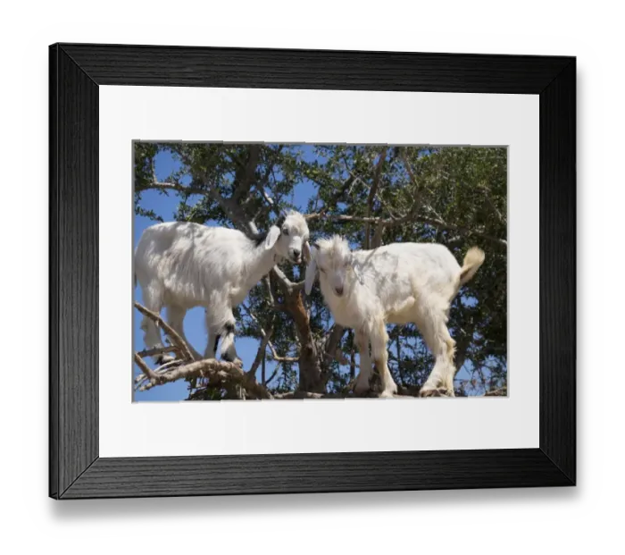 Framed Print : North Africa, Morocco, road to Essaouira, goats climbing in Argan trees Framed Print : North Africa, Morocco, road to Essaouira, goats climbing in Argan trees