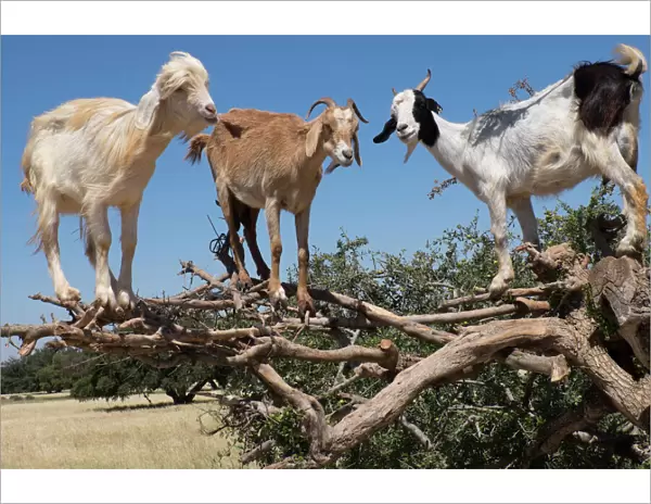 North Africa, Morocco, road to Essaouira, goats climbing in Argan trees