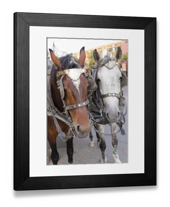 Framed Print : AFrica, North Africa, Morocco, Marrakech, horses of the tourist carriages at corner of Framed Print : AFrica, North Africa, Morocco, Marrakech, horses of the tourist carriages at corner of