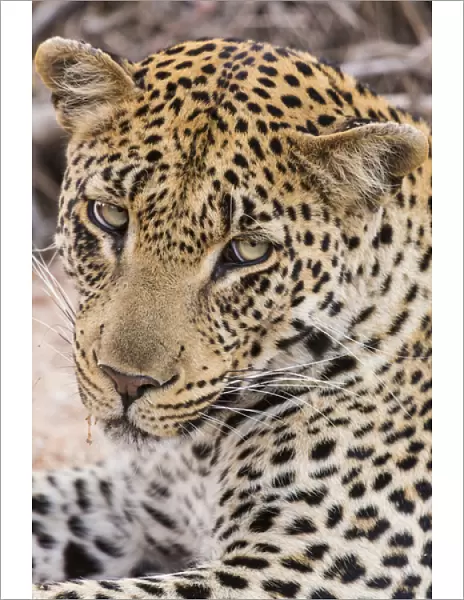 Africa, South Africa, Ngala Private Game Reserve. Close-up of young leopard. Credit as