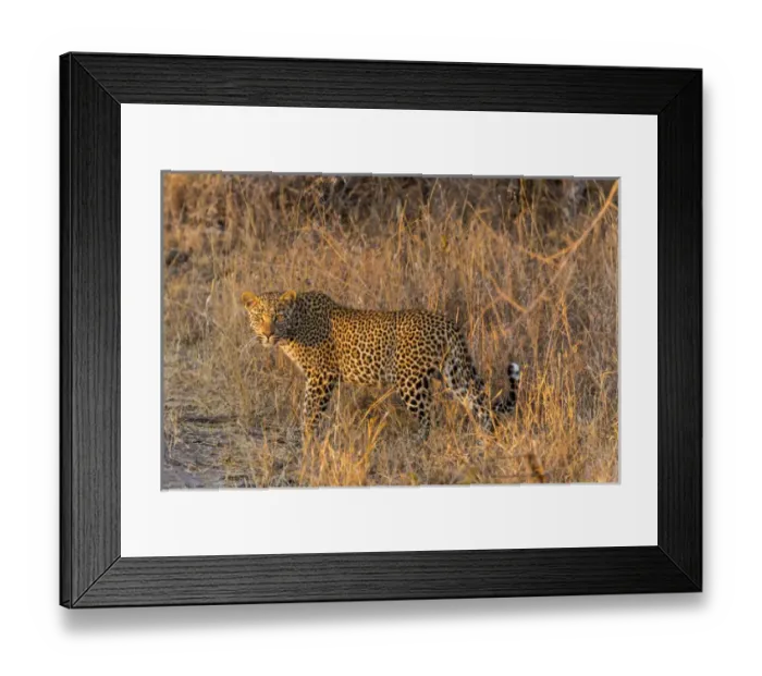 Framed Print : Africa, South Africa, Ngala Private Game Reserve. Wary leopard in grass. Credit as Framed Print : Africa, South Africa, Ngala Private Game Reserve. Wary leopard in grass. Credit as