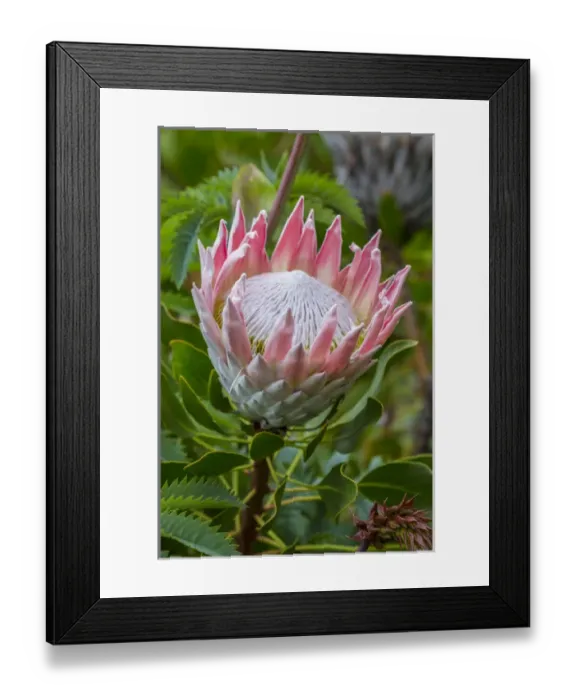 Framed Print : Africa, South Africa, Cape Town. King protea flower close-up