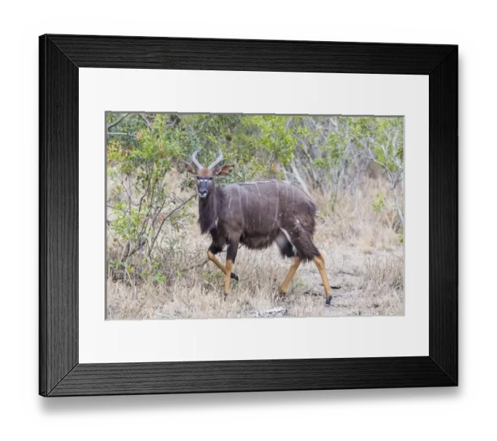 Framed Print : Africa, South Africa, Londolozi Private Game Reserve. Greater kudu antelope. Credit as