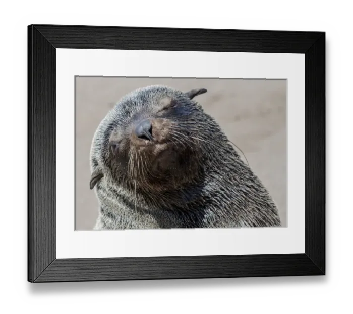 Framed Print : Africa, Namibia, Cape Cross. Close-up of Cape fur seal