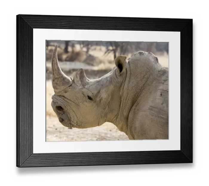 Framed Print : Africa, Namibia, Windhoek, Okapuka Ranch