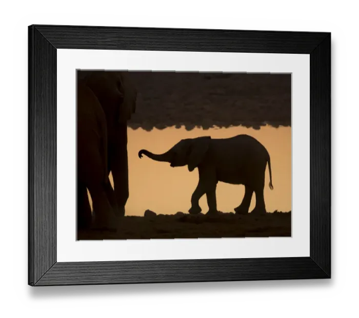 Framed Print : Africa, Namibia, Etosha National Park. Silhouette of baby elephant at sunset. Credit as Framed Print : Africa, Namibia, Etosha National Park. Silhouette of baby elephant at sunset. Credit as