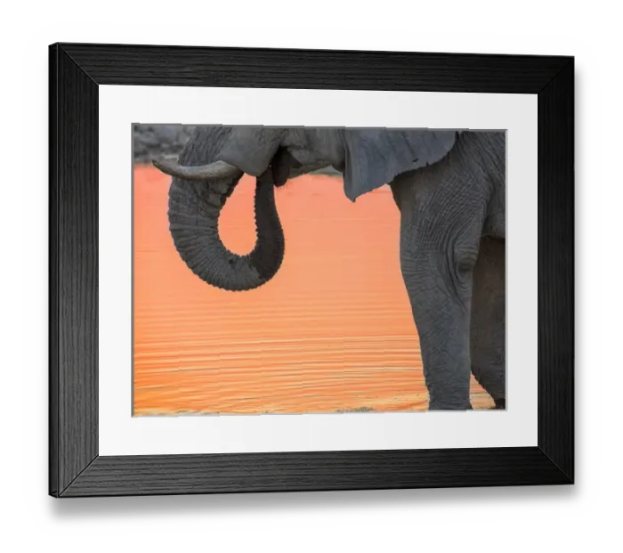 Framed Print : Africa, Namibia, Etosha National Park. Drinking elephant at sunset