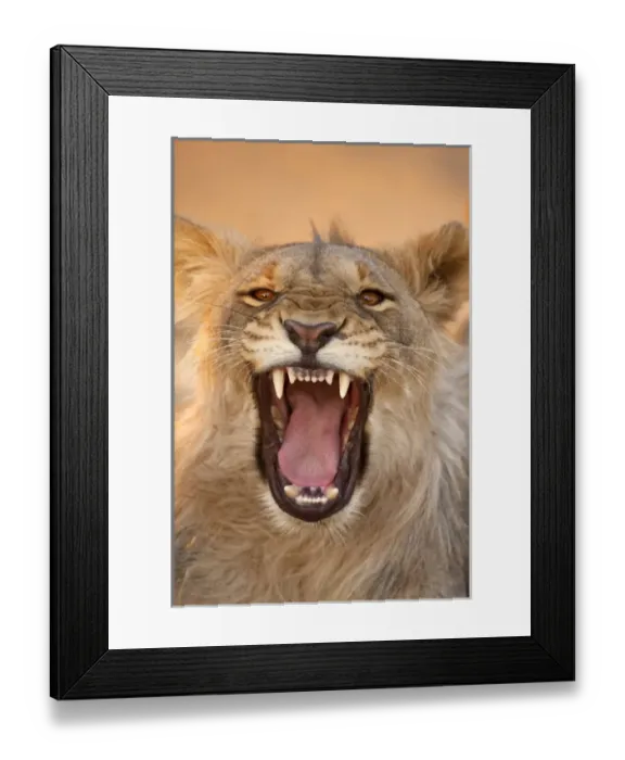 Framed Print : Africa, Namibia. Male lion growling. Credit as: Jim Zuckerman / Jaynes Gallery / DanitaDelimont Framed Print : Africa, Namibia. Male lion growling. Credit as: Jim Zuckerman / Jaynes Gallery / DanitaDelimont