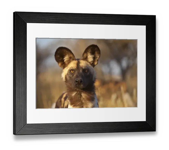 Framed Print : Africa, Namibia. Wild dog portrait. Credit as: Jim Zuckerman  /  Jaynes Gallery  /  DanitaDelimont