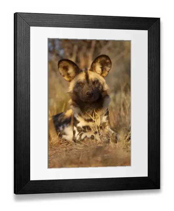 Framed Print : Africa, Namibia. Wild dog resting. Credit as: Jim Zuckerman  /  Jaynes Gallery  /  DanitaDelimont