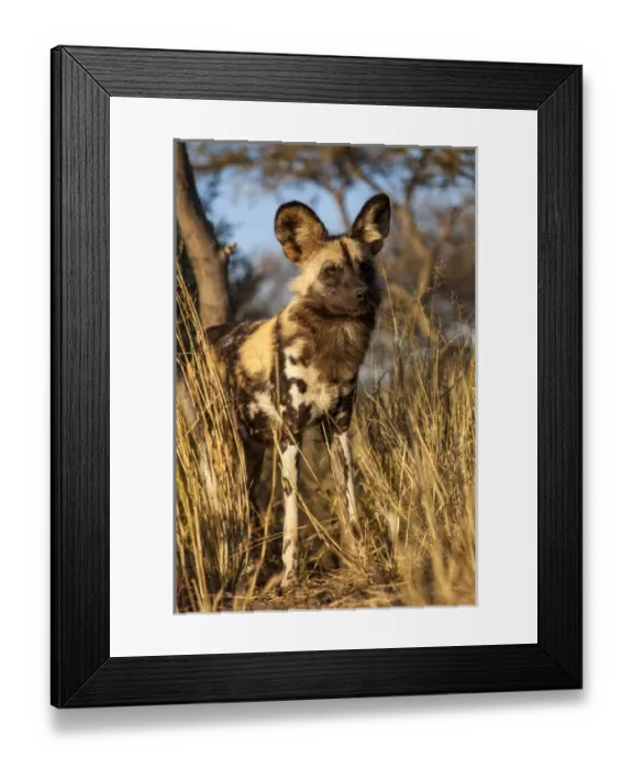 Framed Print : Africa, Namibia. Wild dog close-up. Credit as: Jim Zuckerman  /  Jaynes Gallery  /  DanitaDelimont