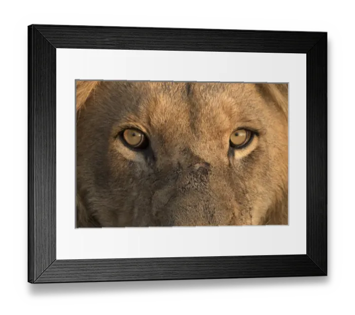 Framed Print : Africa, Namibia. Male lion, Namibia Credit as: Jim Zuckerman  /  Jaynes Gallery  /  DanitaDelimont