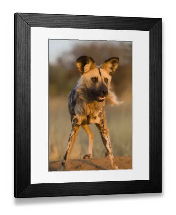 Framed Print : Africa, Namibia. Wild dog close-up. Credit as: Jim Zuckerman  /  Jaynes Gallery  /  DanitaDelimont