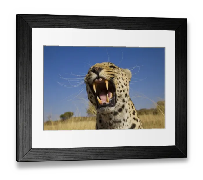 Framed Print : Africa, Namibia. Leopard snarling. Credit as: Jim Zuckerman / Jaynes Gallery / DanitaDelimont Framed Print : Africa, Namibia. Leopard snarling. Credit as: Jim Zuckerman / Jaynes Gallery / DanitaDelimont