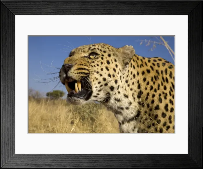 Framed Print : Africa, Namibia. Leopard snarling. Credit as: Jim Zuckerman  /  Jaynes Gallery  /  DanitaDelimont
