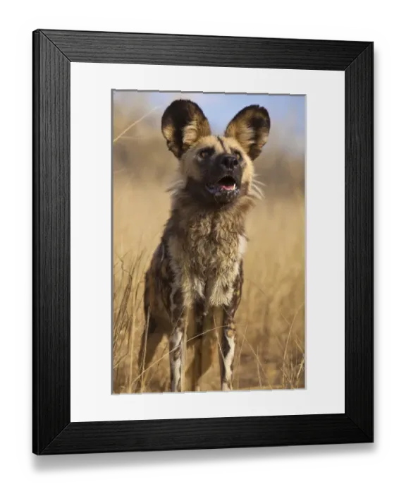 Framed Print : Africa, Namibia. Wild dog close-up. Credit as: Jim Zuckerman / Jaynes Gallery / DanitaDelimont Framed Print : Africa, Namibia. Wild dog close-up. Credit as: Jim Zuckerman / Jaynes Gallery / DanitaDelimont