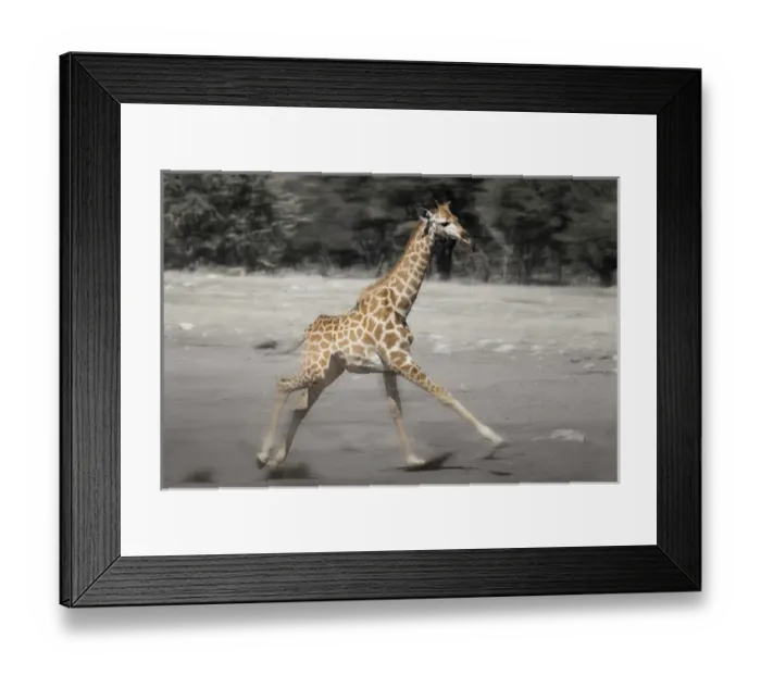 Framed Print : Etosha National Park, Namibia. Young Giraffe running. Digitally Altered Framed Print : Etosha National Park, Namibia. Young Giraffe running. Digitally Altered