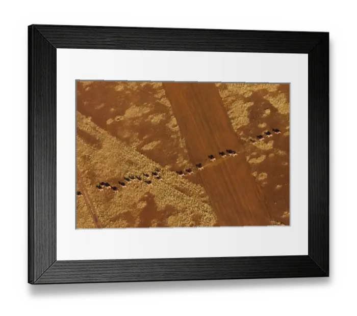 Framed Print : Namibian Desert. Herd of Plains Zebra run in single file across an airstrip Framed Print : Namibian Desert. Herd of Plains Zebra run in single file across an airstrip