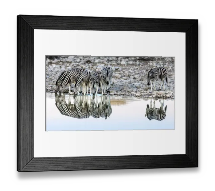 Framed Print : Etosha National Park, Etosha; Namibia, Africa. Reflections Zebras at a watering hole Framed Print : Etosha National Park, Etosha; Namibia, Africa. Reflections Zebras at a watering hole