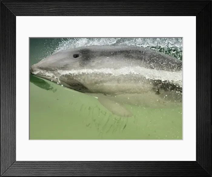 Framed Print : Namibia, Walvis Bay. Surface shot of rare Heaviside Dolphin Framed Print : Namibia, Walvis Bay. Surface shot of rare Heaviside Dolphin