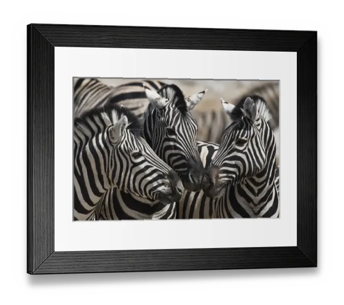Framed Print : Etoshia National Park. Namibia. Three Plains Zebra touching noses
