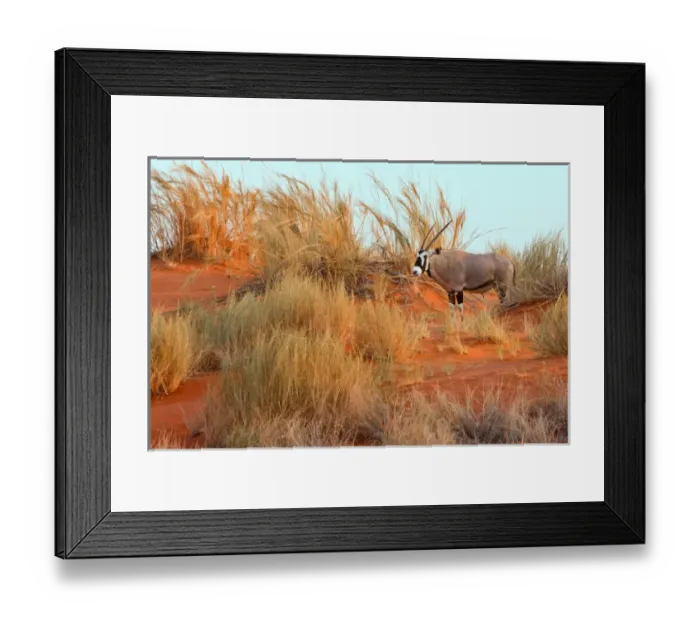 Framed Print : Namiban Desert. Africa Gemsbok (Oryx) standing alone on a grassy sandune