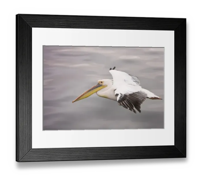 Framed Print : Walvis Bay, Namibia. Eastern White Pelican in flight over smooth water