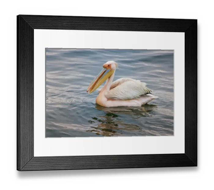 Framed Print : Walvis Bay, Namibia. Eastern White Pelican resting on the water Framed Print : Walvis Bay, Namibia. Eastern White Pelican resting on the water
