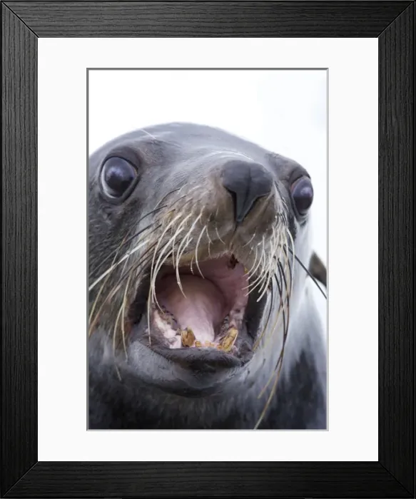 Framed Print : Walvis Bay, Namibia. Extreme Close-up of a Cape Fur Seal