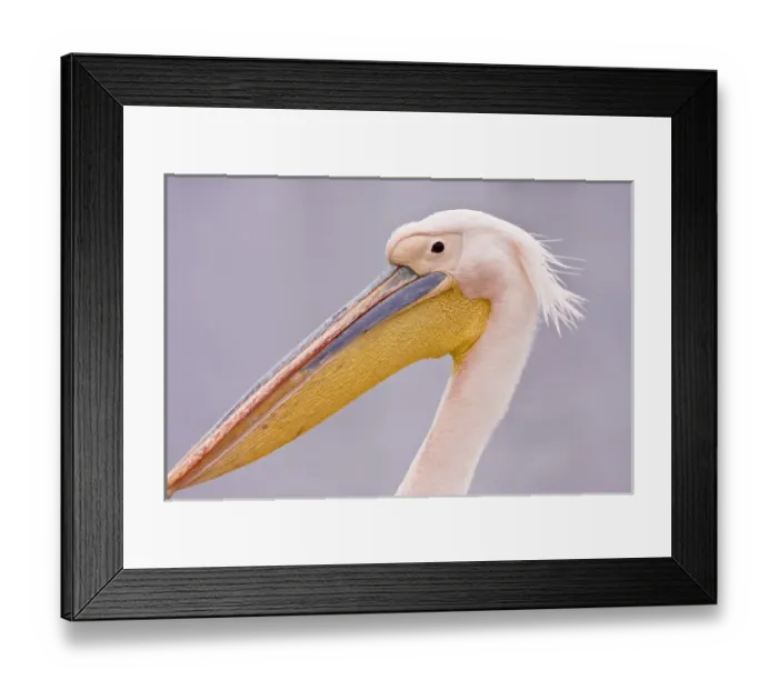 Framed Print : Walvis Bay, Namibia. Head shot of Eastern White Pelican Framed Print : Walvis Bay, Namibia. Head shot of Eastern White Pelican