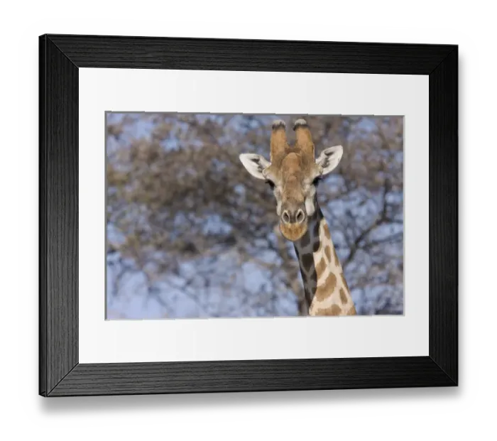 Framed Print : Etoshia National Park, Namibia. Cloe-up of a giraffe Framed Print : Etoshia National Park, Namibia. Cloe-up of a giraffe