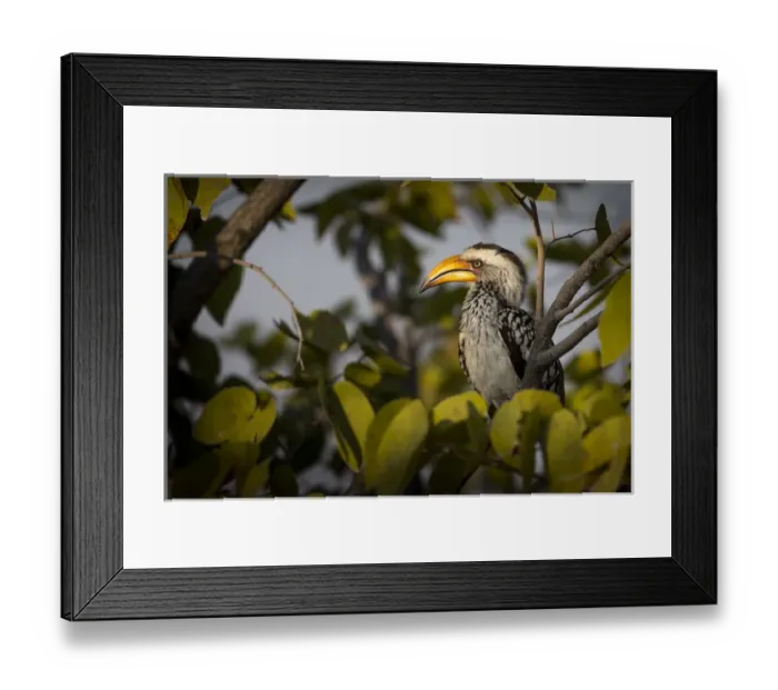 Framed Print : Etosha National Park, Namibia, Africa. Yellow-billed hornbill perched in a tree Framed Print : Etosha National Park, Namibia, Africa. Yellow-billed hornbill perched in a tree