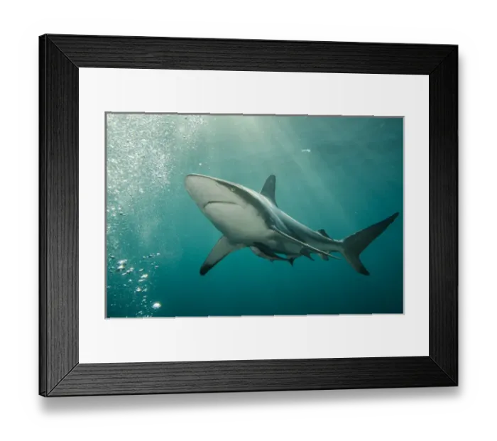 Framed Print : Oceanic Black-tip shark (Carcharhinus limbatus) & Remora (Remora remora), Baited shark dive Framed Print : Oceanic Black-tip shark (Carcharhinus limbatus) & Remora (Remora remora), Baited shark dive