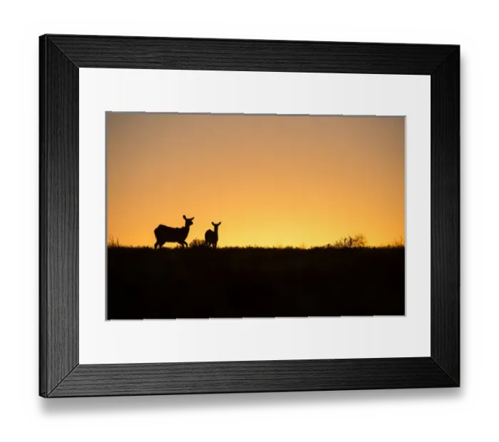 Framed Print : Red Lechwe (Kobus leche), Private game ranch, Great Karoo, SOUTH AFRICA Framed Print : Red Lechwe (Kobus leche), Private game ranch, Great Karoo, SOUTH AFRICA