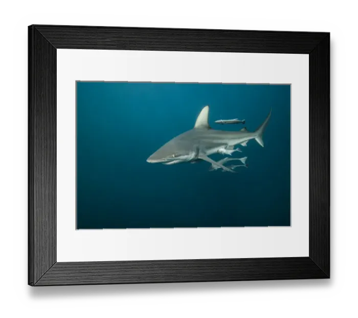 Framed Print : Oceanic Black-tip shark (Carcharhinus limbatus) & Remora (Remora remora), Baited shark dive Framed Print : Oceanic Black-tip shark (Carcharhinus limbatus) & Remora (Remora remora), Baited shark dive
