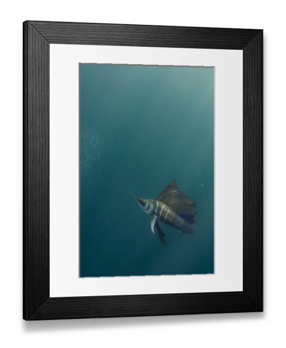 Framed Print : Sailfish (Istiophorus sp. ) & bronze whaler shark (Carcarhinus brachyurus) Feeding on sardines Framed Print : Sailfish (Istiophorus sp. ) & bronze whaler shark (Carcarhinus brachyurus) Feeding on sardines