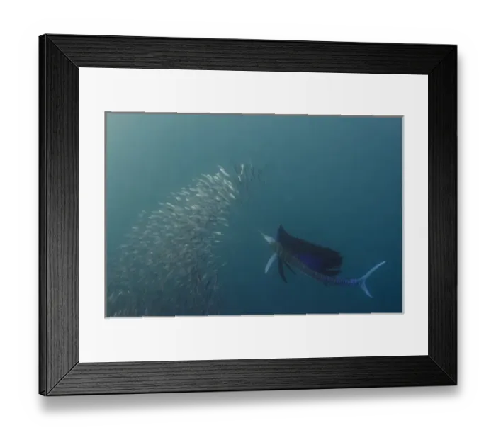 Framed Print : Sailfish (Istiophorus sp. ) Feeding on sardines (Sardinops sagax), Sardine run, Eastern Cape Framed Print : Sailfish (Istiophorus sp. ) Feeding on sardines (Sardinops sagax), Sardine run, Eastern Cape