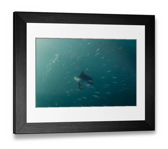Framed Print : Sailfish (Istiophorus sp. ) Feeding on sardines (Sardinops sagax), Sardine run, Eastern Cape Framed Print : Sailfish (Istiophorus sp. ) Feeding on sardines (Sardinops sagax), Sardine run, Eastern Cape