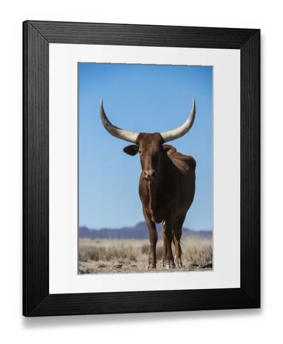 Framed Print : Watusi cattle, Private game ranch, Great Karoo, SOUTH AFRICA