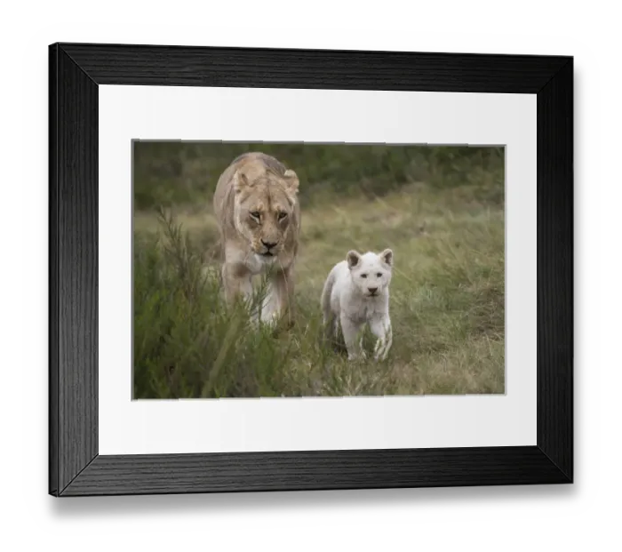 Framed Print : White lion (Panthera leo), Inkwenkwezi Private Game Reserve Eastern Cape, SOUTH AFRICA