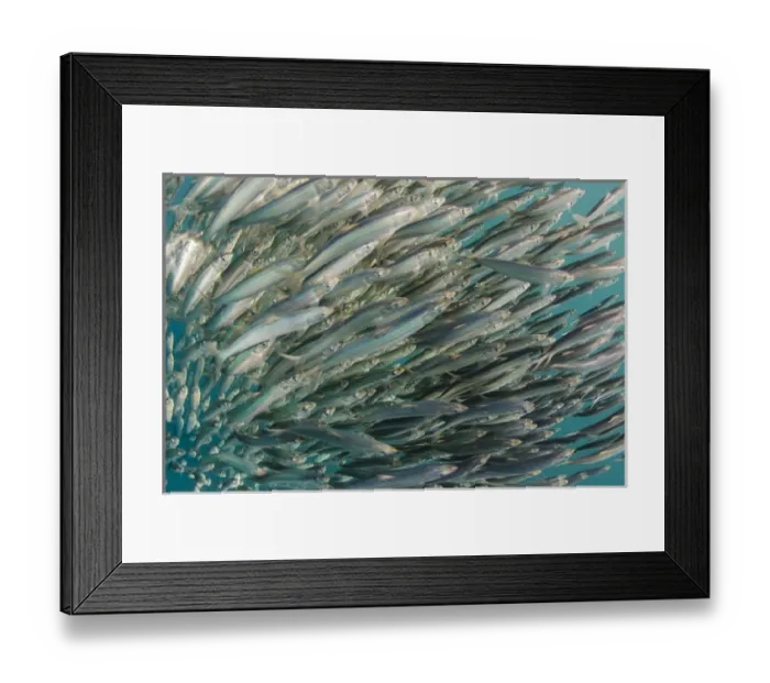 Framed Print : South African sardine (Sardinops sagax) Forming baitball, Sardine run, Eastern Cape