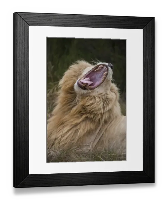 Framed Print : White lion (Panthera leo) lion with half white genes, Inkwenkwezi Private Game Reserve Framed Print : White lion (Panthera leo) lion with half white genes, Inkwenkwezi Private Game Reserve